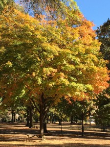 This is The Grove, on Saturday it was filled with tailgaters.  On Sunday it was full of peace and beauty.